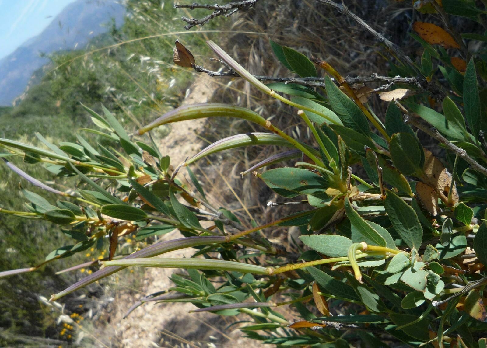 High Resolution Dendromecon rigida Fruit